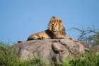 Africa, Tanzania, Serengeti National Park. Male lion on rock. Art Print